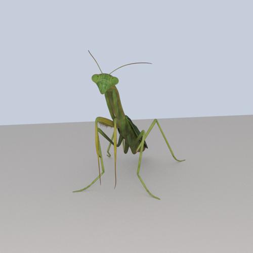 Praying Mantis preview image